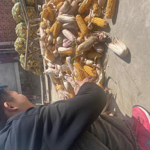 “庆丰收，促和美”—下营中学劳动实践活动