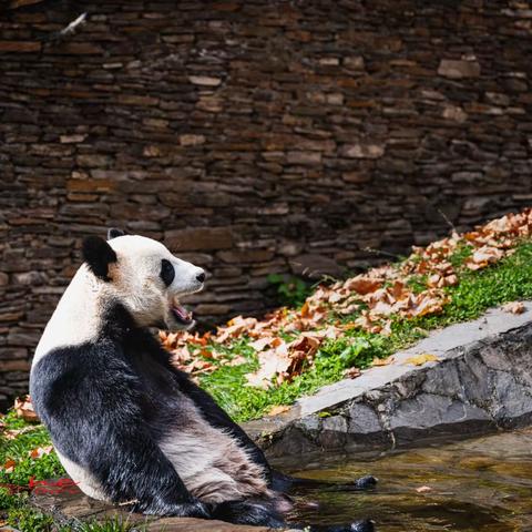 呆萌了！憨态可掬 ，呆头呆脑