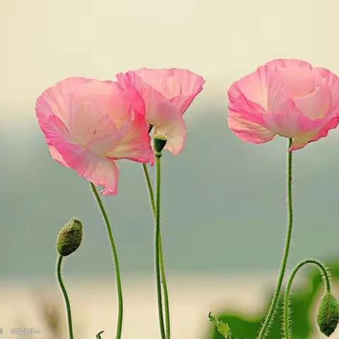 浓浓关怀意 暖暖慰问情 ——吴川一中2025年春节走访慰问社区脱贫户及学校退休领导、老教师、困难教职工