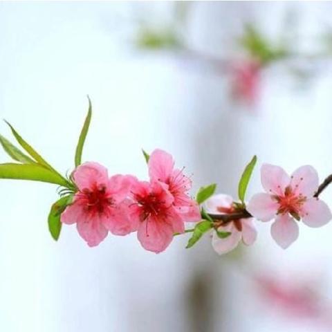 养成三个习惯 争当五好学生 ——吴川一中初中部春季开学思政第一课暨上学期期末调研测试表彰大会