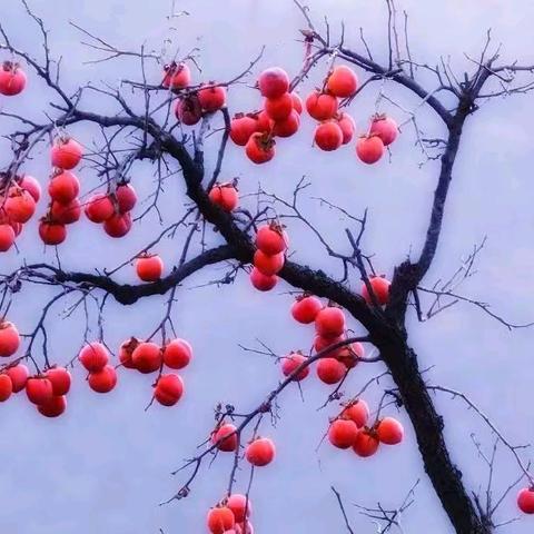 以赛促教展风采，校本研修润桃李——吴川一中初中文科优质课比赛圆满收官