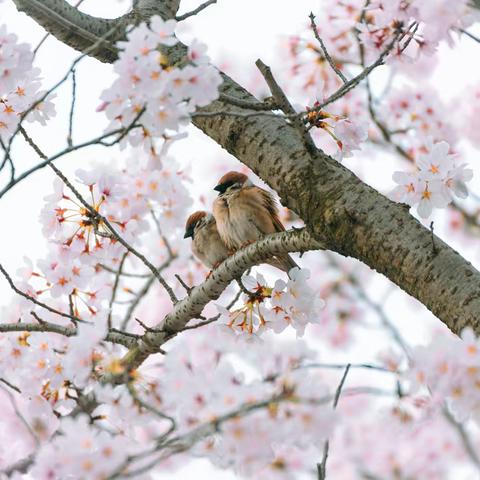 春花烂漫春光好