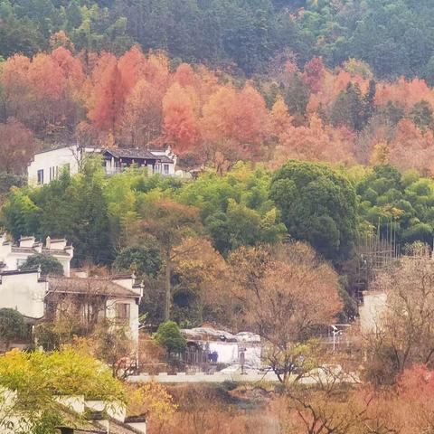 绩溪老年大学研学活动        塔川／秀里行