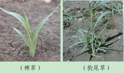 玉米田苗后茎叶除草技术