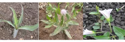 大豆田苗后茎叶除草技术