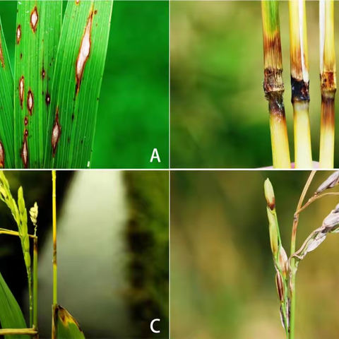 水稻稻瘟病