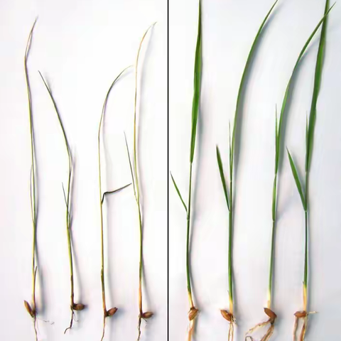 水稻苗床病害防治技术