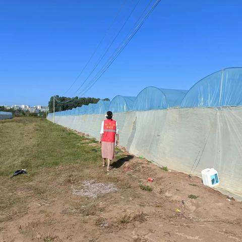 板桥镇老方村网格员持续开展巡查禁止焚烧秸秆工作