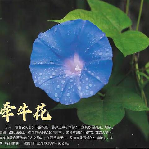 牵牛花