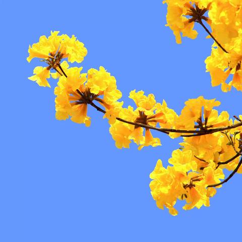 【七律咏黄花风铃木】