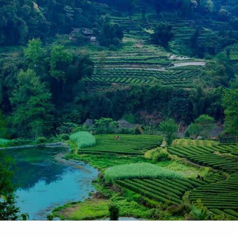 蒙山买茶记并诗