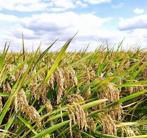 家家《冠稻兴》人人都健康