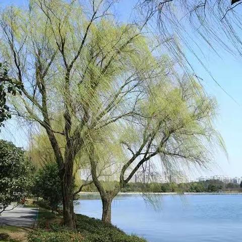 春暖三月，爱在镇中——李村镇中学活动纪实