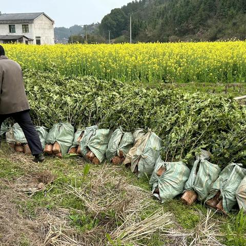 “启明星光·党员就在你身边”——国富油茶基地添绿，党旗增彩