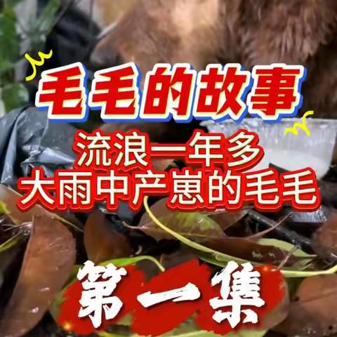一个被300只毛孩子“绑架”的铲屎官