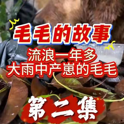 杨哥救助了300多只毛孩子
