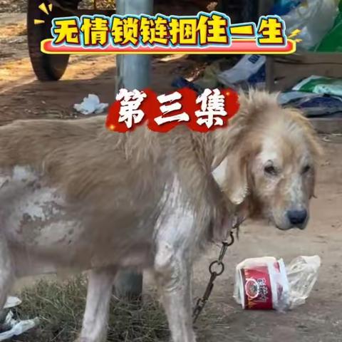 竹宝的故事3-被无情的锁链捆住一生，你遇见，会忍心不管它吗？