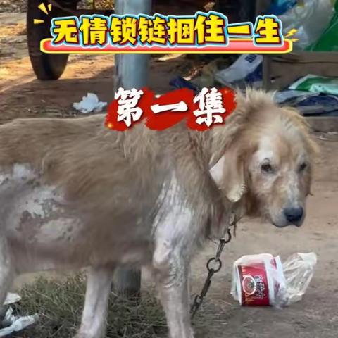 竹宝的故事—被无情的锁链捆住一生，曾经它也被捧在手心，换做是你，会忍心吗？