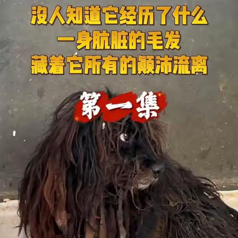 没人知道它经历了什么，一身肮脏的毛发，藏着它所有的颠沛流离！冬雪第1集