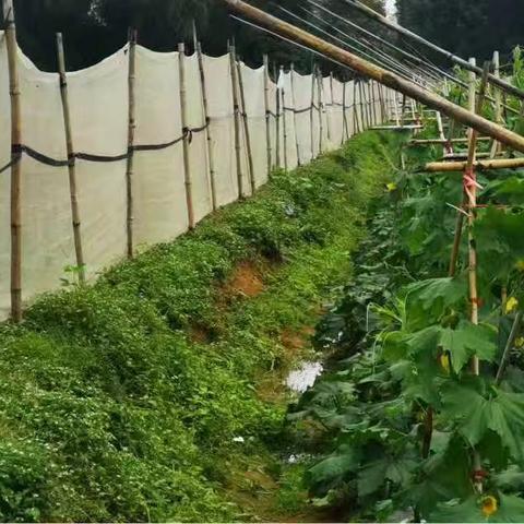 紧急提醒！低温来袭，和舍镇冬季瓜菜防寒攻略请查收→