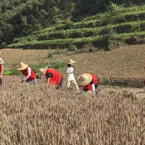 汝阳：驻村第一书记倾心守护群众“粮袋子”