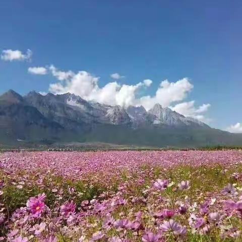 1_1_怀念那盛开的格桑花