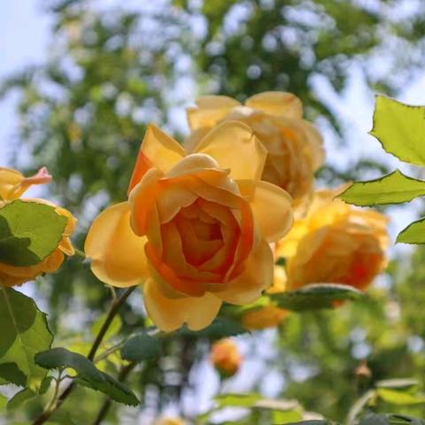 青春绽放 向阳生长 ——青岛志贤中学203班5月纪实