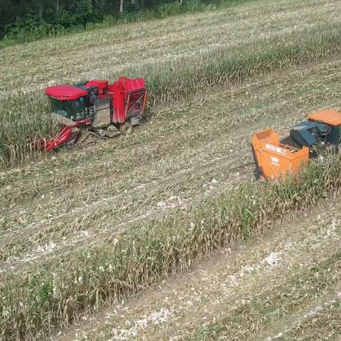 磨头镇：秋收垃圾巧治理，田园洁净美环境