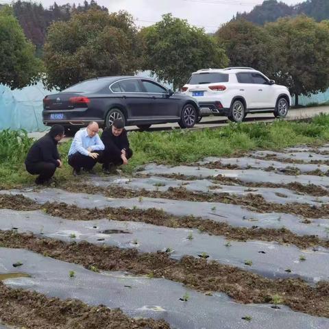 小小仙草铺绿野 金融活水润产业