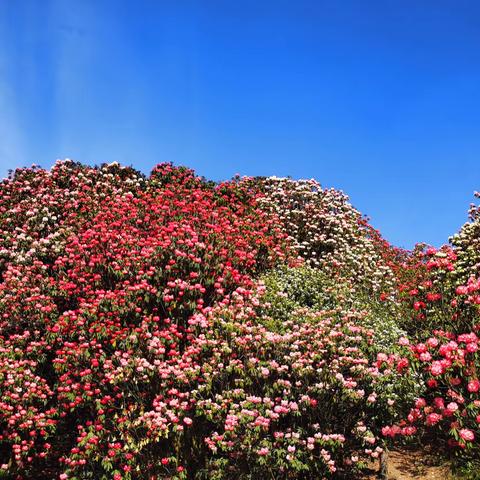 毕节百里杜鹃赏花之行