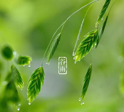 二十四节气|谷雨