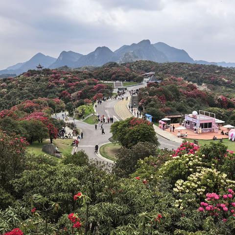 2030.20260326，游贵州省毕节市百里杜鹃风景区之一金坡景区（5A)