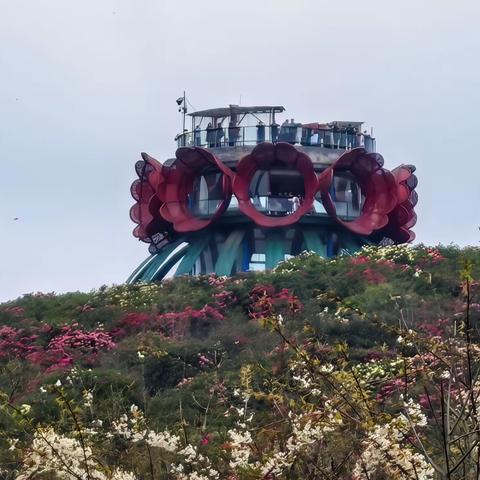 2031.20260326，游贵州省毕节市百里杜鹃风景区之二普底景区（5A)