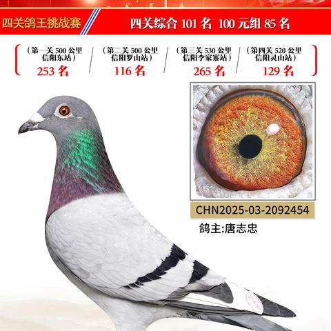 2025年邯郸振其赛鸽俱乐部四关鸽王101-200名