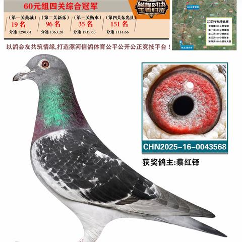2025年漯河诚浩赛鸽俱乐部特比环60元组四关综合1-100名