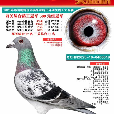 2025年郑州创博俱乐部特比环四关鸽王获奖鸽欣赏（1-100名）