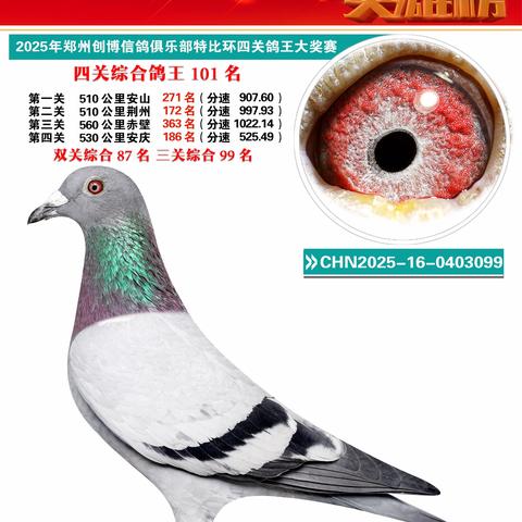 2025年郑州创博俱乐部特比环四关鸽王获奖鸽欣赏（101-200名）