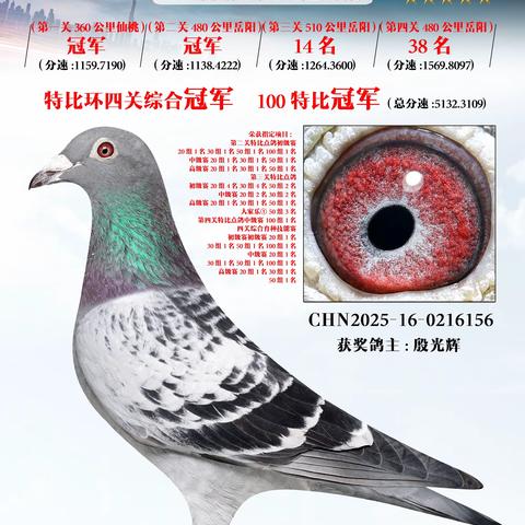 2025年周口川汇区信鸽协会特比环四关鸽王专辑