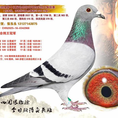 郑州赛鸽缘2025年特比环四关鸽王1-100名
