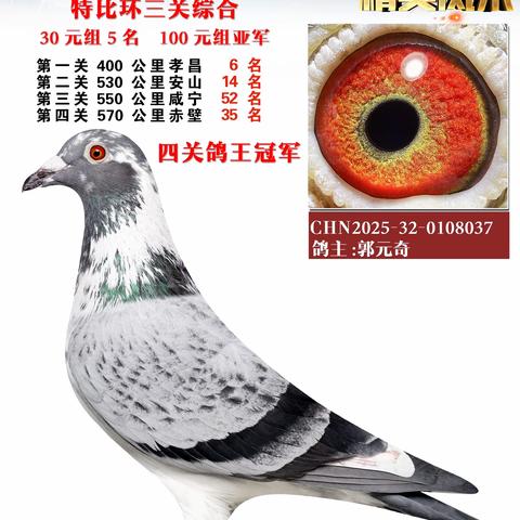 2025年荥阳信鸽协会特比环优胜鸽欣赏