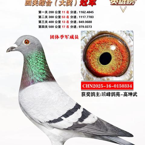 2025年封丘县信鸽协会四关综合优胜鸽欣赏