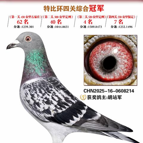 2025年许昌市建安区邦辉信鸽俱乐部特比环四关鸽王英雄榜