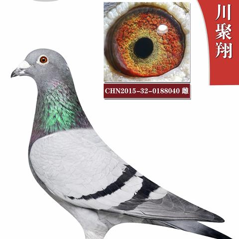 三川聚翔（2025种鸽专辑）