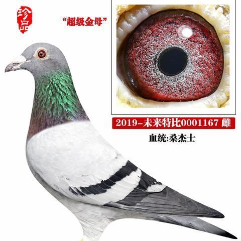 方氏鸽业（2025年种鸽专辑）