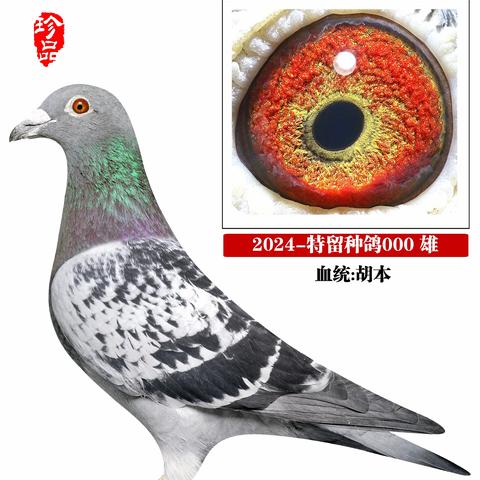 凯旋鸽舍（2025年种鸽专辑）
