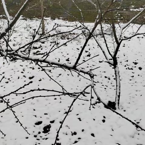 雪，也很平凡