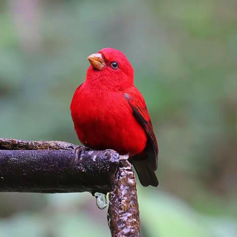 乘着春风追鸟去