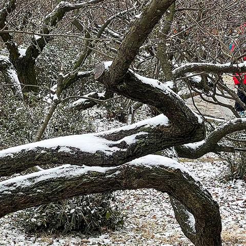 迎春雪——金陵第一场雪