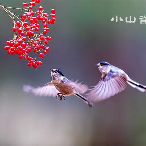 春天小使者