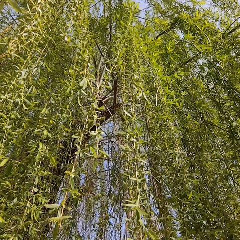 追思清明  传承童趣